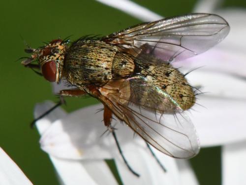 Réf. 310 825 : Siphona geniculata